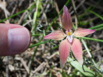 Caladenia flava × Caladenia reptans