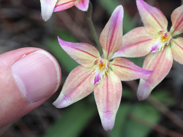 Caladenia flava × Caladenia reptans