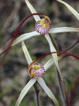 Caladenia fluvialis