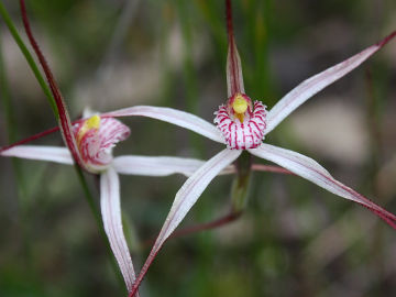 Caladenia fluvialis