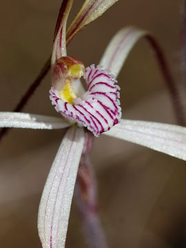 Caladenia fluvialis