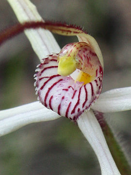 Caladenia fluvialis