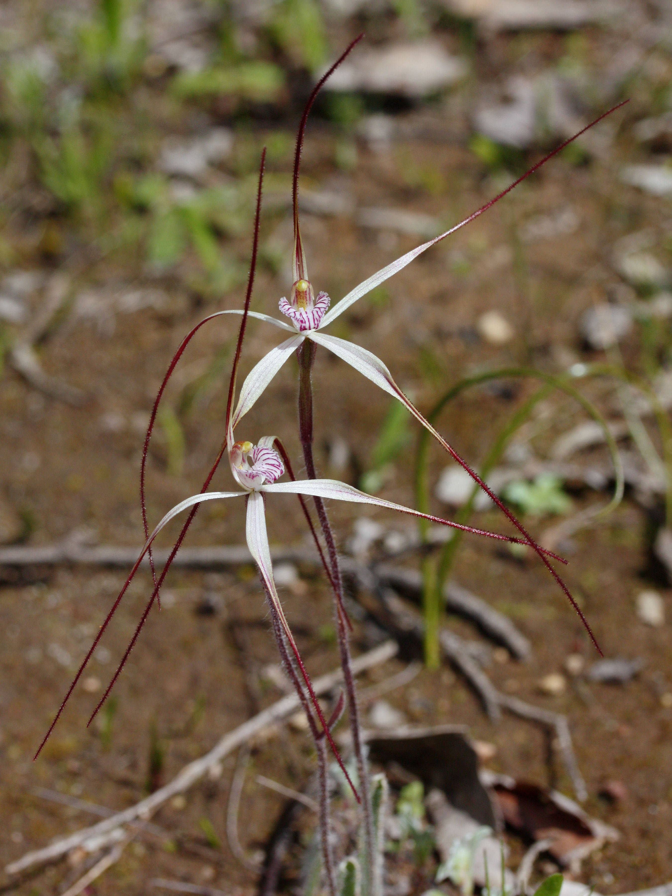 Caladenia fluvialis