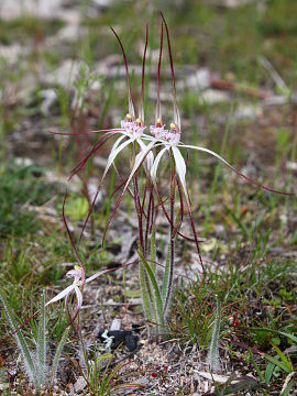 Caladenia fluvialis