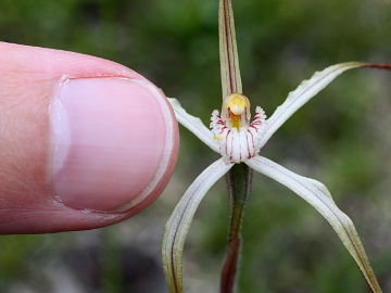 Caladenia fluvialis