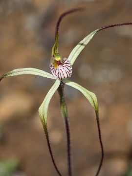 Caladenia fluvialis