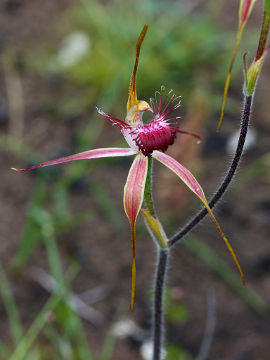 Caladenia georgei