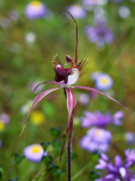 Caladenia georgei