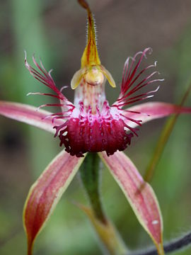 Caladenia georgei