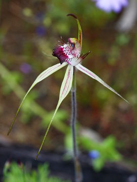 Caladenia georgei