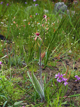 Caladenia georgei