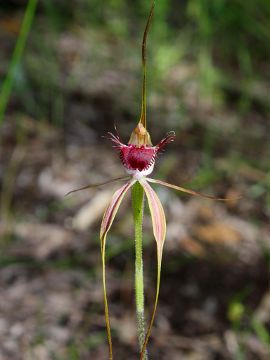 Caladenia georgei