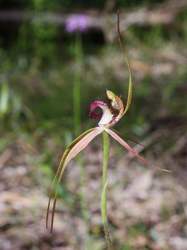 Caladenia georgei