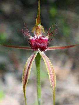 Caladenia georgei