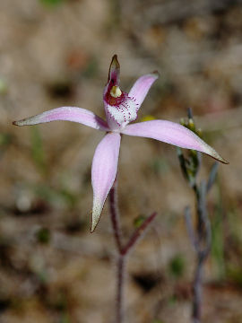 Caladenia hirta