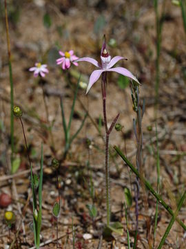 Caladenia hirta