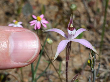 Caladenia hirta