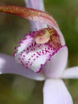 Caladenia hirta