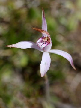 Caladenia hirta