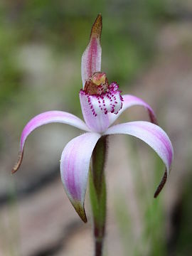 Caladenia hirta