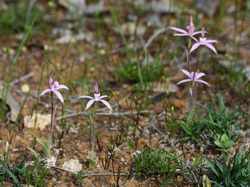 Caladenia hirta