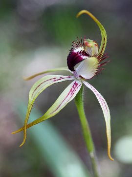 Caladenia hoffmanii Caladenia hoffmanii