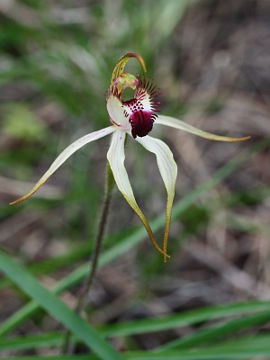 Caladenia hoffmanii Caladenia hoffmanii