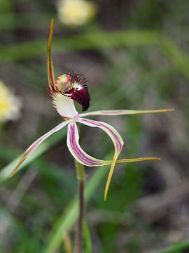Caladenia hoffmanii Caladenia hoffmanii