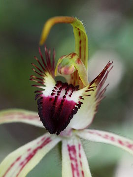 Caladenia hoffmanii Caladenia hoffmanii