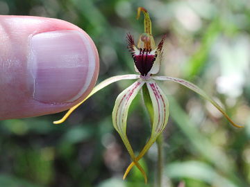 Caladenia hoffmanii Caladenia hoffmanii