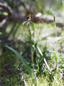 Caladenia hoffmanii Caladenia hoffmanii