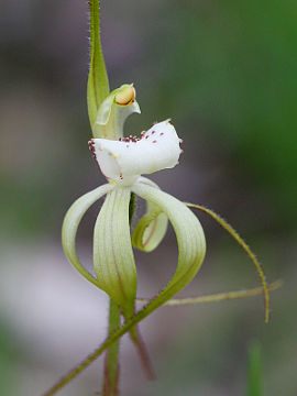 Caladenia hopperiana Caladenia hopperiana