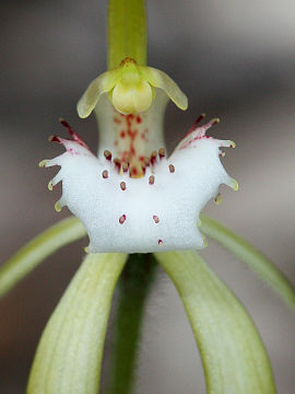Caladenia hopperiana Caladenia hopperiana