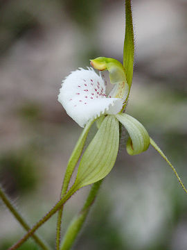 Caladenia hopperiana Caladenia hopperiana