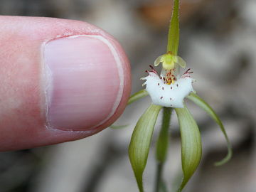 Caladenia hopperiana Caladenia hopperiana