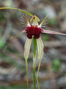 Caladenia huegelii Caladenia huegelii