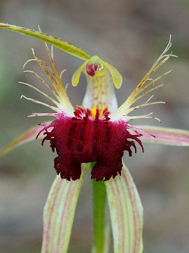 Caladenia huegelii Caladenia huegelii