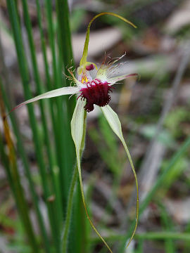 Caladenia huegelii Caladenia huegelii
