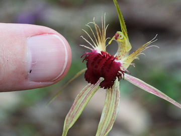 Caladenia huegelii Caladenia huegelii
