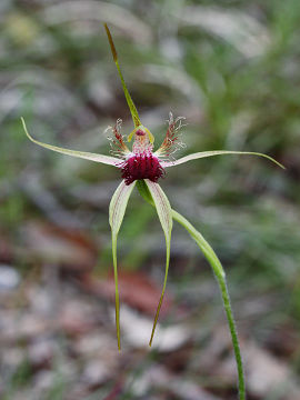 Caladenia huegelii Caladenia huegelii
