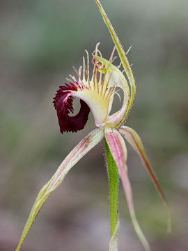 Caladenia huegelii Caladenia huegelii