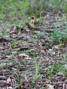 Caladenia huegelii Caladenia huegelii