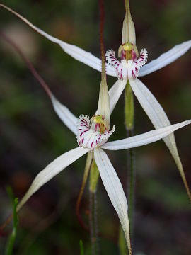 Caladenia incensa Caladenia incensa