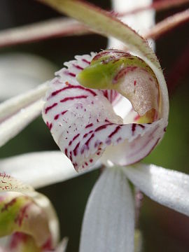 Caladenia incensa Caladenia incensa