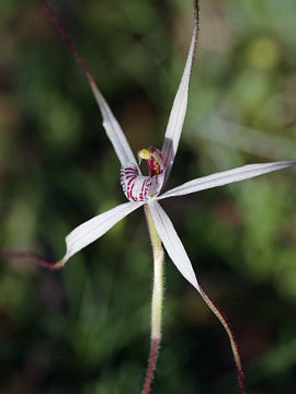 Caladenia incensa Caladenia incensa