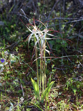 Caladenia incensa Caladenia incensa