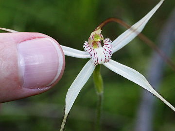 Caladenia incensa Caladenia incensa
