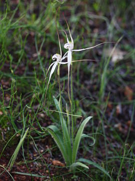 Caladenia incensa Caladenia incensa