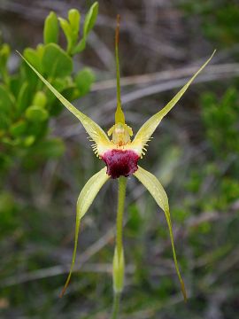 Caladenia infundibularis