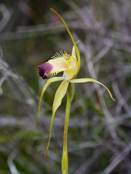 Caladenia infundibularis